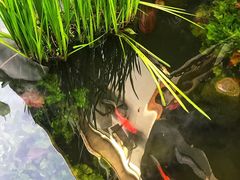 -凤凰山斑鱼馆(恭城店)