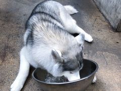 -TrueLove @ Neverland (Husky Cafe)