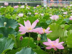 -莲花池公园