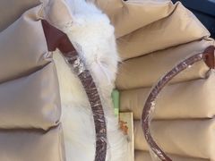 -瑞派康怡24h宠物医院·犬猫医疗中心·微创绝育(瑞景分院)