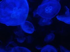 -悉尼海洋生物水族馆