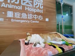 -爱侣宠医·鹦鹉专科·小型哺乳类·异宠专科(灵石路店)