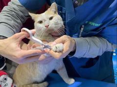 -瑞派申生动物医院·24H夜诊·国际动物医疗中心·骨外科(吴中路店)