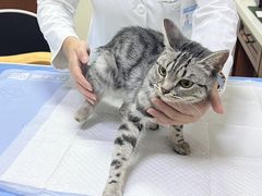 -美联众合动物医院·24h转诊中心