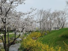 -羊山湖公园