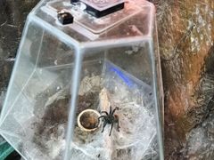 -上海大自然野生昆虫馆