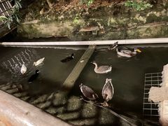 -竹林农庄