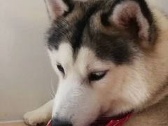 -Husky Go! 哈士奇体验馆·宠物咖啡厅狗咖