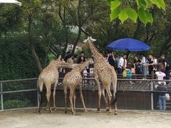 -泉州海丝野生动物世界