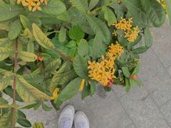 -鱼珠码头(轮渡站)