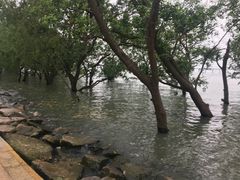 -宝安西湾红树林湿地公园