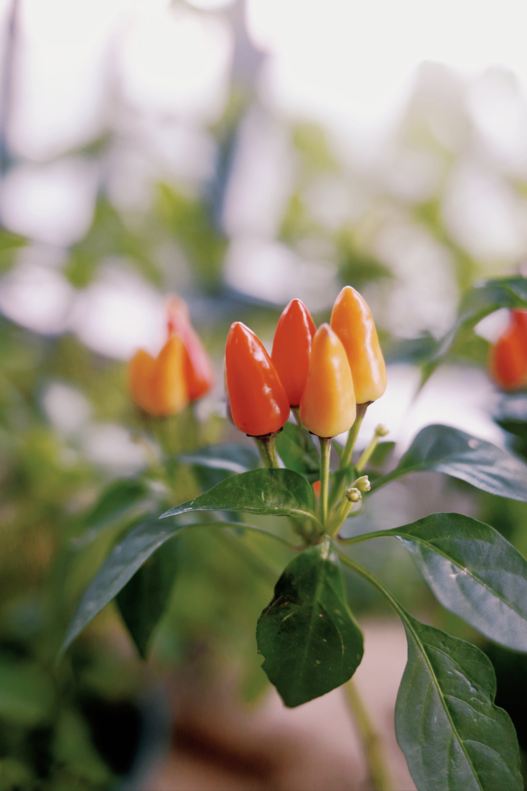 五彩辣椒花盆种植方法图片