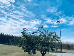 -黄海国家森林公园