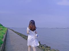 -海鸥岛
