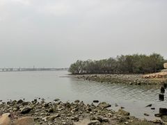 -宝安西湾红树林湿地公园