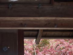 -西芳寺(苔寺)