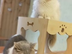 -猫色咖啡·猫咖
