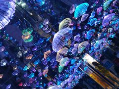 -梵高星空艺术馆(北京旗舰店)