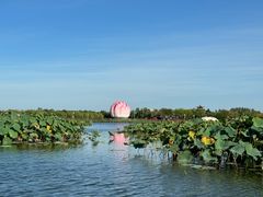 -白洋淀风景区