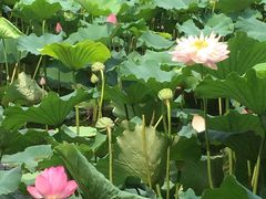 -荷塘月色湿地公园·向阳花洲