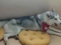-Husky Go! 哈士奇体验馆·宠物咖啡厅狗咖