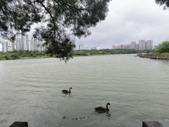 -五缘湾湿地公园