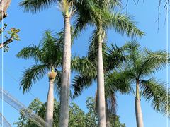 -深圳野生动物园