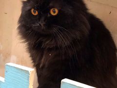 -猫小院猫主题咖啡厅(北锣店)