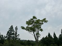 -杭州植物园
