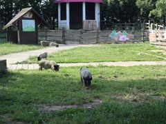 -田园东方蜜桃村的田野营地