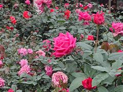 -人民公园(罗湖区)