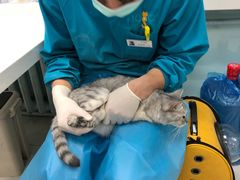 -纳吉亚猫专科动物诊疗中心(蒋宅口分院)