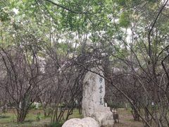 -塔子山公园