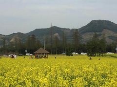景点-新建村梅花