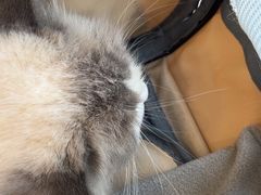-瑞鹏宠物医院·骨科·猫科·内科(第一中心)