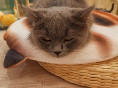 -飞行喵MR PILOT|猫舍·猫咖(静安大融城店)