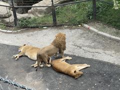 -大连森林动物园