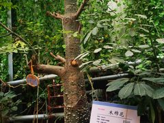 -呀路古热带植物园