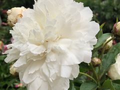 -广西壮族自治区药用植物园