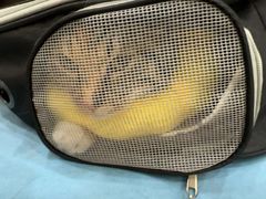 -德元·美联众合24小时动物医院(总院)