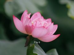 -陈家山荷花公园