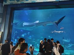 -烟台海昌鲸鲨海洋公园