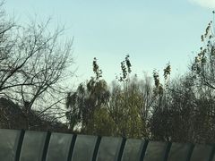 -香山公园
