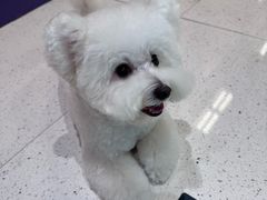 -帕帕拉兹宠物(亚洲旗舰店)