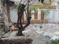 -喵屿·大理花园猫咖