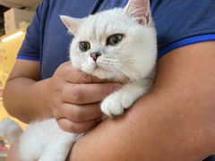 -lincat·猫舍(广州店)