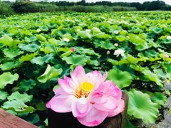 -荷塘月色湿地公园·向阳花洲
