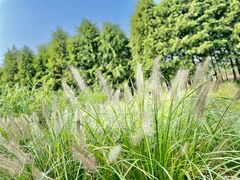-柳鹭田园区