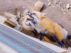 -宫城藏王狐狸村