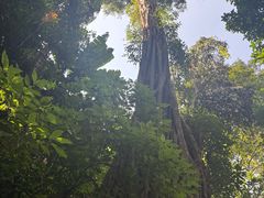 -西双版纳原始森林公园